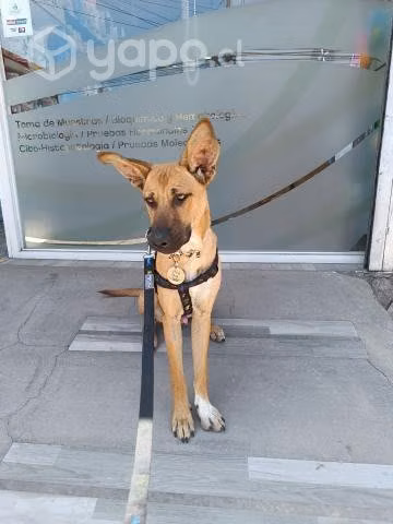 Perrito en adopción