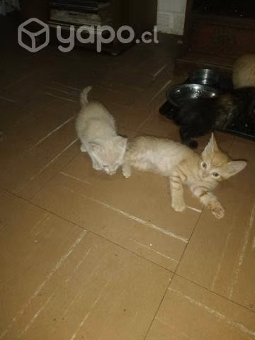 Lindos gatitos buscan hogar