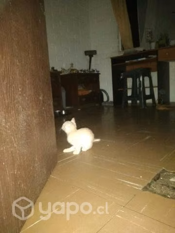 Lindos gatitos buscan hogar