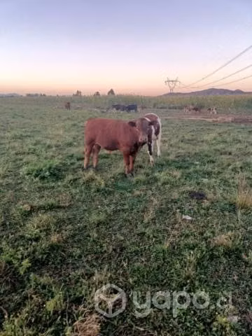 Ternero angus