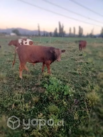 Ternero angus