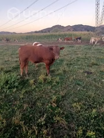 Ternero angus