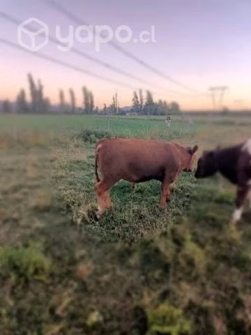 Ternero angus