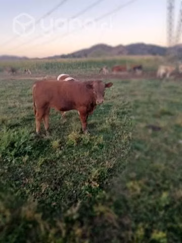 Ternero angus