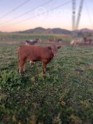 Ternero angus