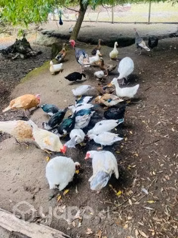 aves de corral - Imagen 2