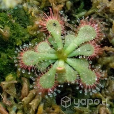 Oferta plantas carnivoras 3 x 15000