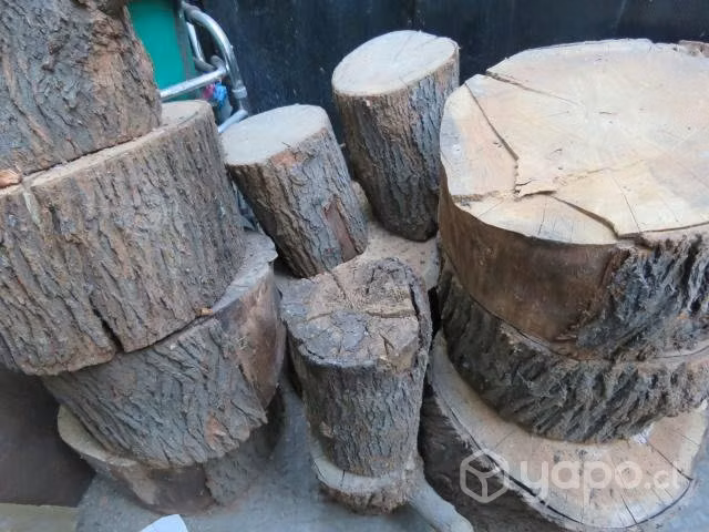 Troncos de roble australiano, ofrezcan