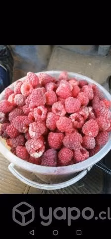 Frambuesas orgánicas