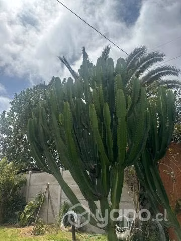 Cactus Candelabro (Cactus mexicano)