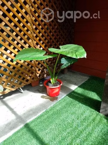 Manto Eva para el hogar