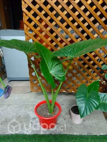 Manto Eva para el hogar - Imagen 2
