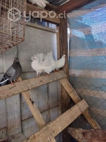 Palomas cola de abanico