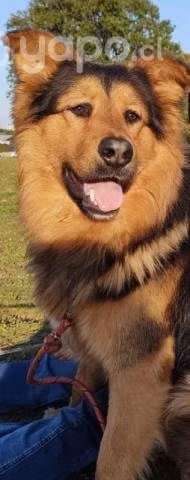 Adopción perro para campo -boyero c/pastor alemán