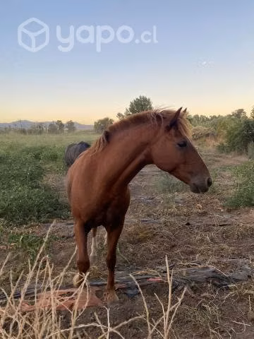 Caballo Manso