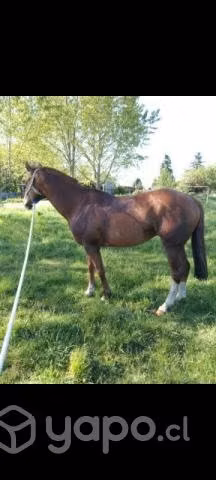 Caballo monturero