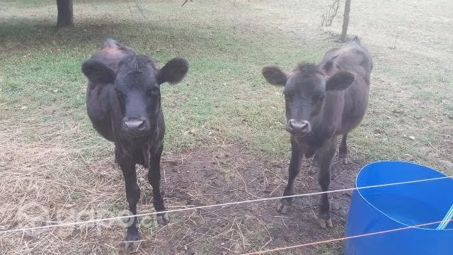 Terneras