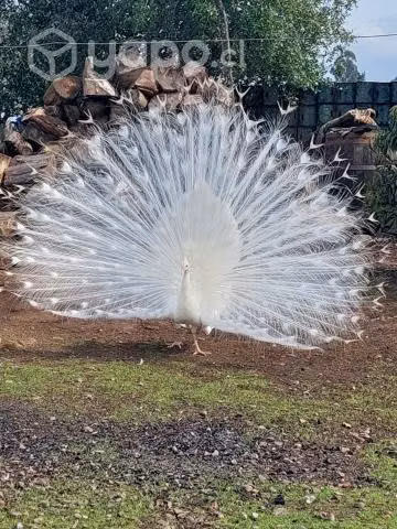 Plumas de pavo real azules y blancas