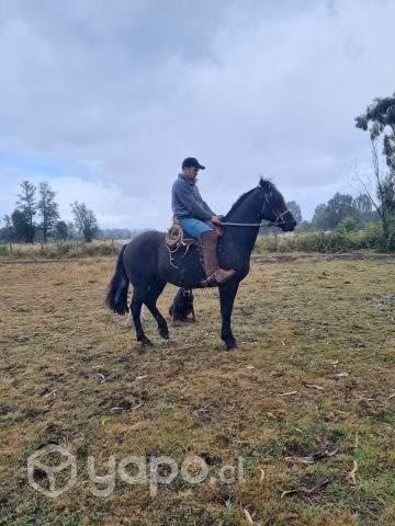 Caballo campero