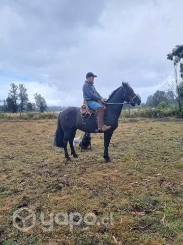 Caballo campero