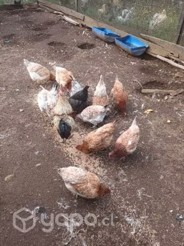 Gallina