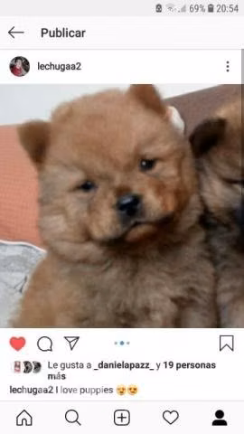 Chow Chow Busca Novia - Imagen 3