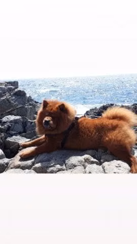 Chow Chow Busca Novia - Imagen 2