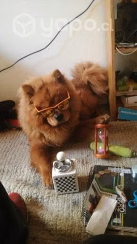 Chow Chow Busca Novia - Imagen 4
