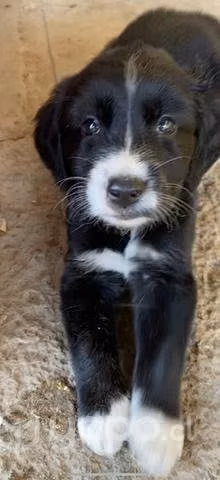 Se regalan perritos de aprox casi 3 meses
