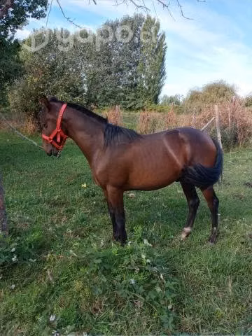 Potrillo nieto de piguchen "Capuchino"