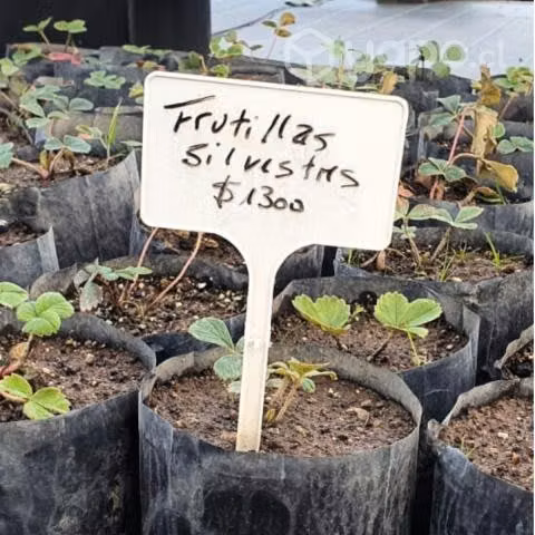 100 x Etiquetas para plantas - 25 cm