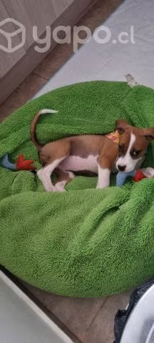 Busca hogar