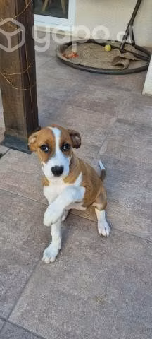 Busca hogar