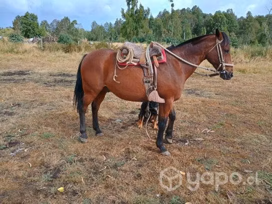 Caballo campero