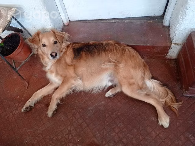 Mascota
