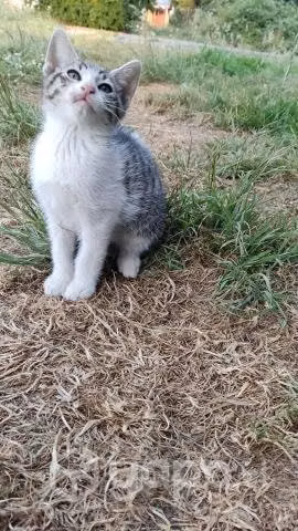 Regalo gatitos 2 meses Puerto varas