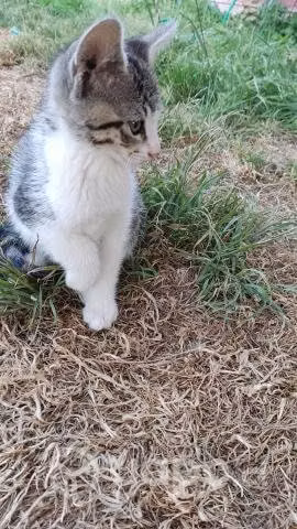 Regalo gatitos 2 meses Puerto varas