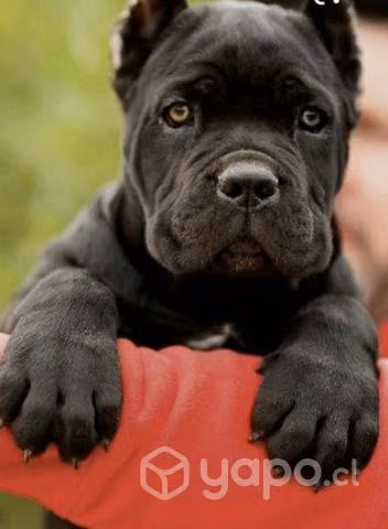 Cachorros Cane Corso