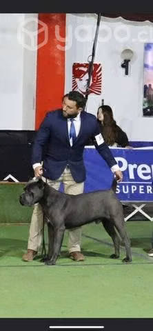 Cachorros Cane Corso