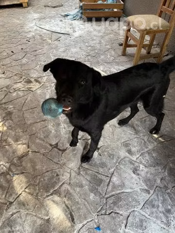 Se regala perro de un año