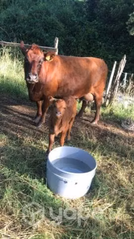 .Vaca angus