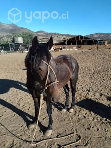 caballo