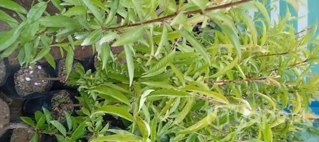 Arboles Frutales Injertados