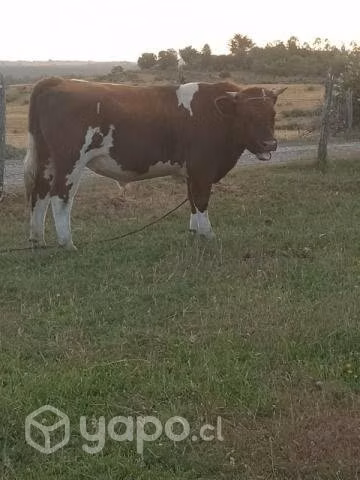 torito