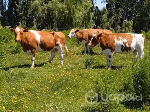 Vacas
