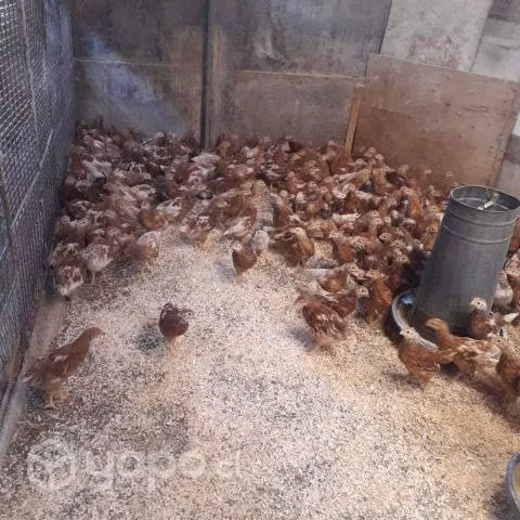 Pollitas - Imagen 3