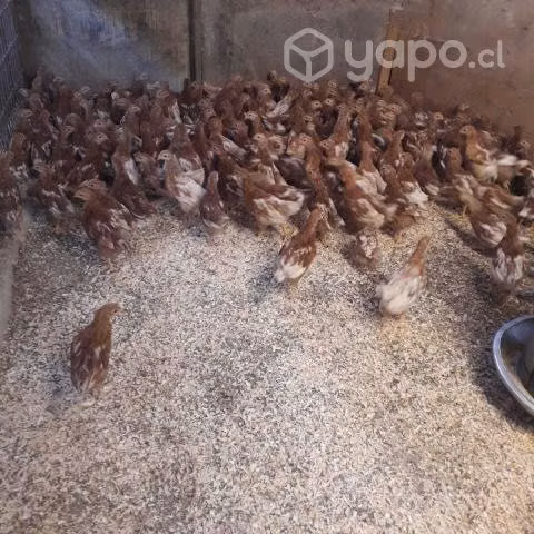 Pollitas