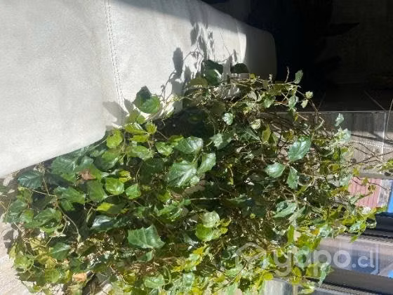 planta