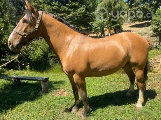 Se vende Caballo