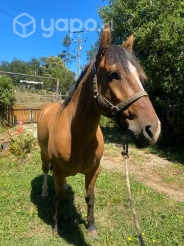 Se vende Caballo